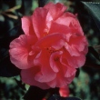 Flat Dali Camellia